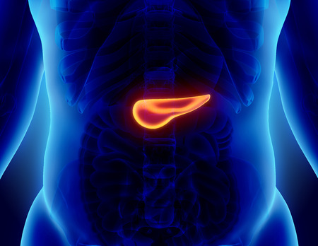 3D illustration of Pancreas - part of digestive system, medical concept.の写真素材