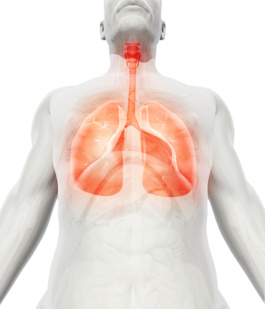 3D illustration of Lungs - Part of Human Organic.の写真素材