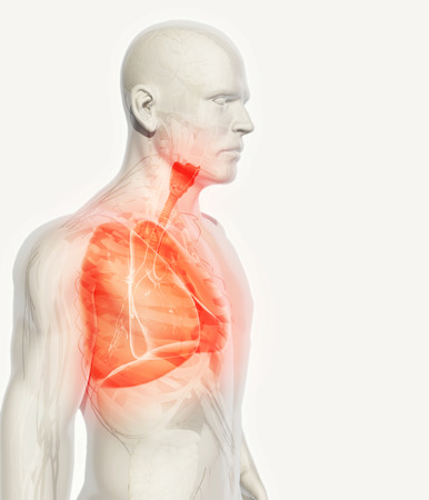3D illustration of Lungs - Part of Human Organic.の写真素材