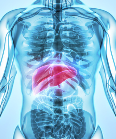 3D illustration of Liver - Part of Digestive System.の写真素材