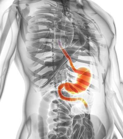 3D illustration of Stomach, Part of Digestive System, anatomy detail.の写真素材