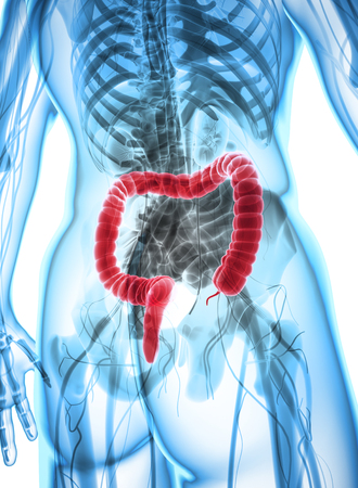 3D illustration of Large Intestine, Part of Digestive System.