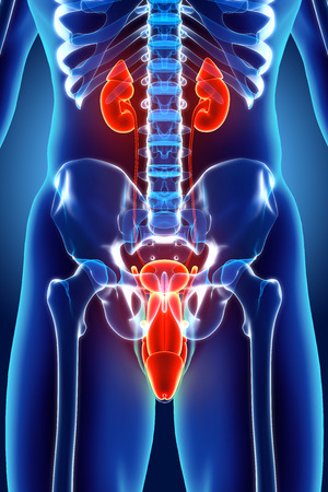 3D illustration of Urinary System - Part of Human Organic.の写真素材
