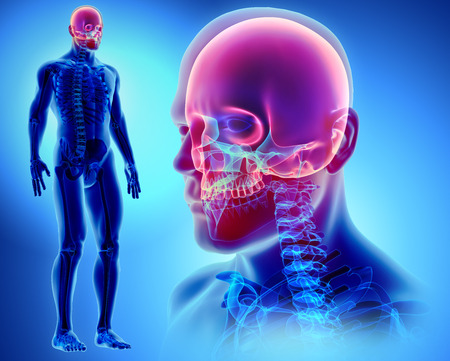 3D illustration of Cranium - Part of Human Skeleton.の写真素材