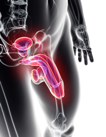 Reproductive system male - 3d illustration medical concept.の写真素材