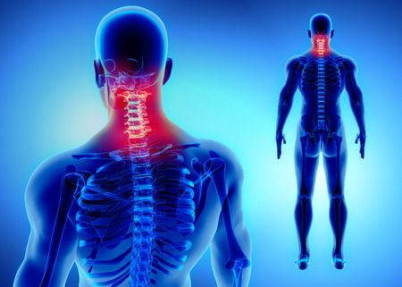 3D illustration of Cervical Spine - Part of Human Skeleton.の写真素材