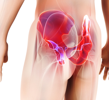 3D illustration of Hip Skeleton, medical concept.の写真素材