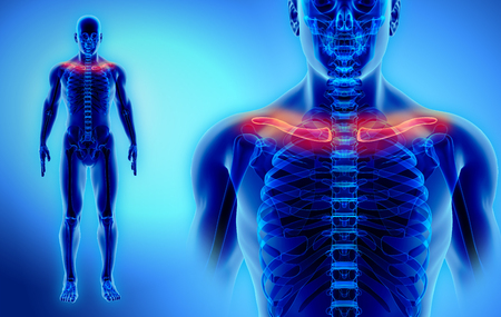 3D illustration of Clavicle - Part of Human Skeleton.の写真素材