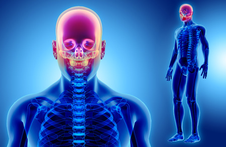 3D illustration of Cranium - Part of Human Skeleton.の写真素材