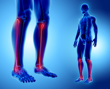 3D illustration of Fibula - Part of Human Skeleton.の写真素材
