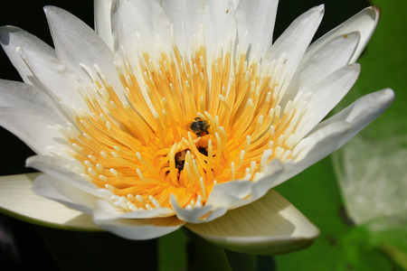 lily pond with background blurredの写真素材