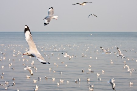 Many seagull are flying over Thai sea image