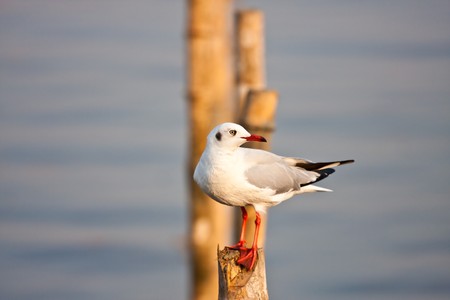 A seagull stay at bamboo column imageの写真素材