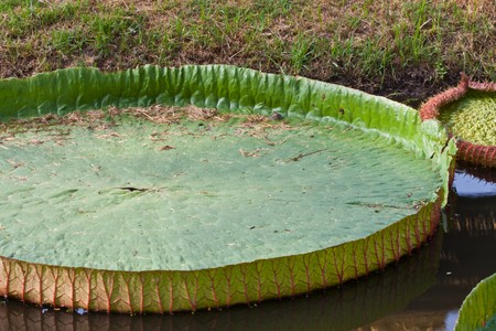 Lotus Leaf on water imageの写真素材