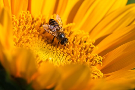 Sunflower which a bees inside imageの写真素材
