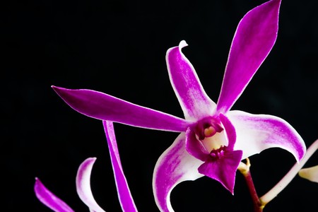 Purple orchid on dark background imageの写真素材
