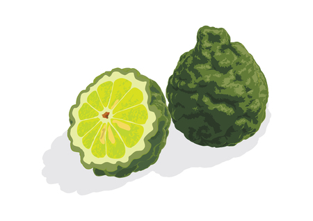bergamotのイラスト素材