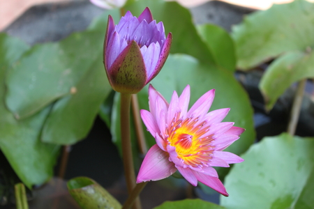 twin lotusの写真素材