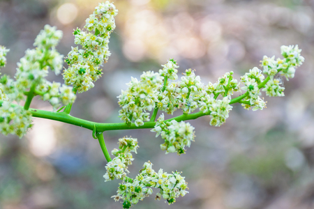 Elaeocarpus flower blooming in the morning, beautiful shot, with blur backgroundの写真素材