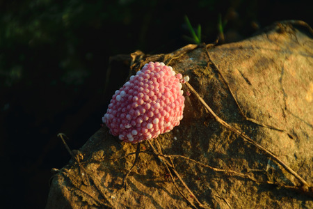pink eggs of apple-snail on stone,concept closeup image, stone backgroundの写真素材