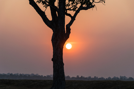 Sun on the side tree in the evening, riverside, sunset backgroundの写真素材