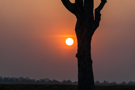 Sun on the side tree in the evening, riverside, sunset backgroundの写真素材
