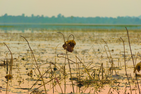 Lotus leaf in the river is drying, evening backgroundの写真素材