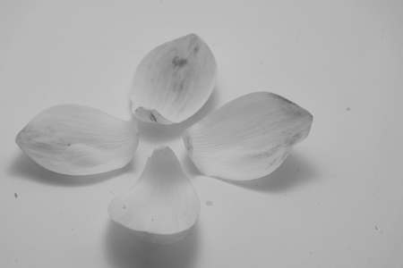 indians lotus pentals is isolated with white black  background,lotus pentals have white-green color, Thailand, concept arrange four flowerの写真素材