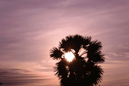Sugar palm tree in the morning, sunset or sunlight blackground, concept purple image artの写真素材