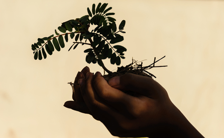 two hand holding little tree,concept develop green earth, concept shawdow imageの写真素材