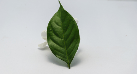 Gardenia leaf is isolated image, white backgroundの写真素材