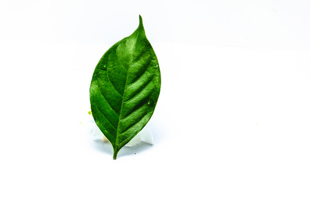 Gardenia leaf is isolated image, white backgroundの写真素材