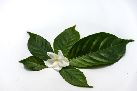 Gardenia leaf stand in a line is square , is isolated image, white background and show gardenia flower put on center of leafの写真素材