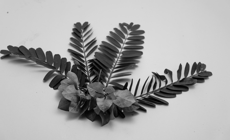 sesbania grandiflora leaf is isolated with white background, and pink flower put on center of image, white black imageの写真素材