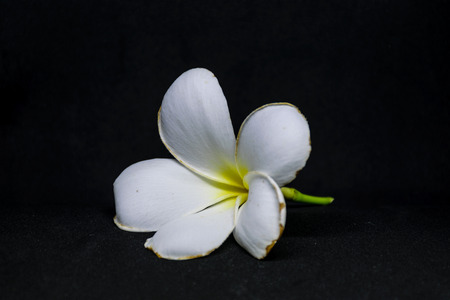 plumeria flower is isolated, black backgroundの写真素材