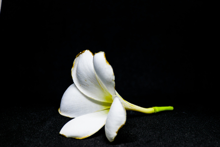 plumeria flower is isolated, black backgroundの写真素材