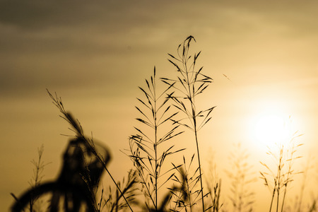 gold beard grass  flower point to sky in the evening , sunshine background and blurring bicycle backgroundの写真素材