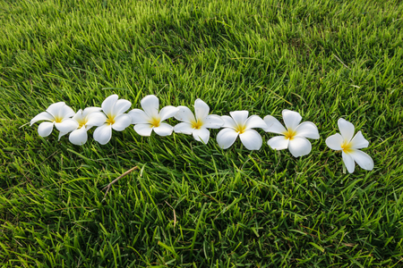 plumeria  flower put on green plant ,lined in ground, Plant background,beautiful imageの写真素材