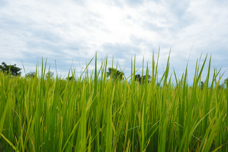 rice plants leaf in farm of farmer Thailand,landscape background,and sunshine and blue sky...