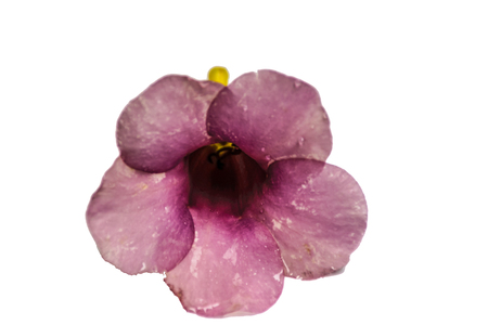 Allamanda cathartica isolated with white background,purple color flower and blooming flower,Thailandの写真素材
