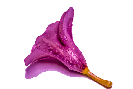 allamanda cathartica isolated with white background,one purple color flower and blooming flower,Thailandの写真素材