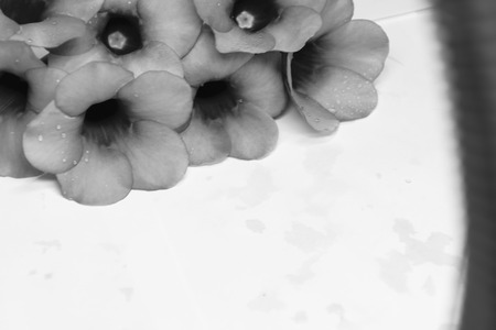 Purple Bignonia isolated with white background,flower in Thailand,concept white black imageの写真素材