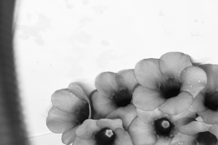 Purple Bignonia isolated with white background,flower in Thailand,concept white black imageの写真素材