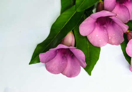Purple Bignonia isolated with white background,flower in Thailand,others name of flower is" Saritaea magnifica Duyand"の写真素材