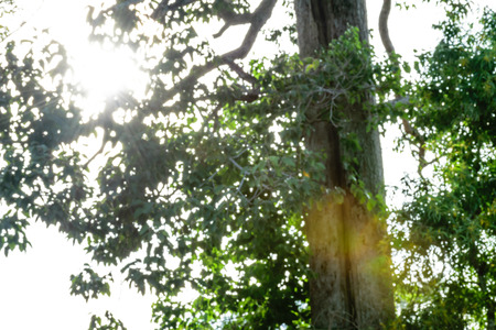 sunlight rays passing branch of tree
