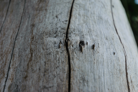Bark of old wooden background and close up to surface of wood,beautiful pattern surfaceの写真素材