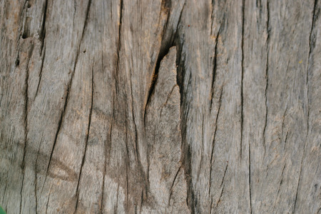 Bark of old wooden background and close up to surface of wood,beautiful pattern surfaceの写真素材