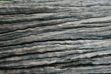 Bark of old wooden background and close up to surface of wood,beautiful pattern surfaceの写真素材