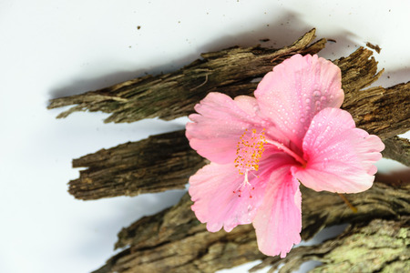 Chinese Rose or Rosa mallow flower isolated put on dirty old  bark of tree,with white backgroundの写真素材