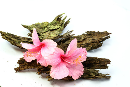 Chinese Rose or Rosa mallow flower isolated put on dirty old  bark of tree,with white backgroundの写真素材